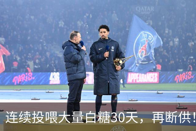 连续投喂大量白糖30天，再断供！国外网红扮“蚂蚁天神”整蛊野生蚁群